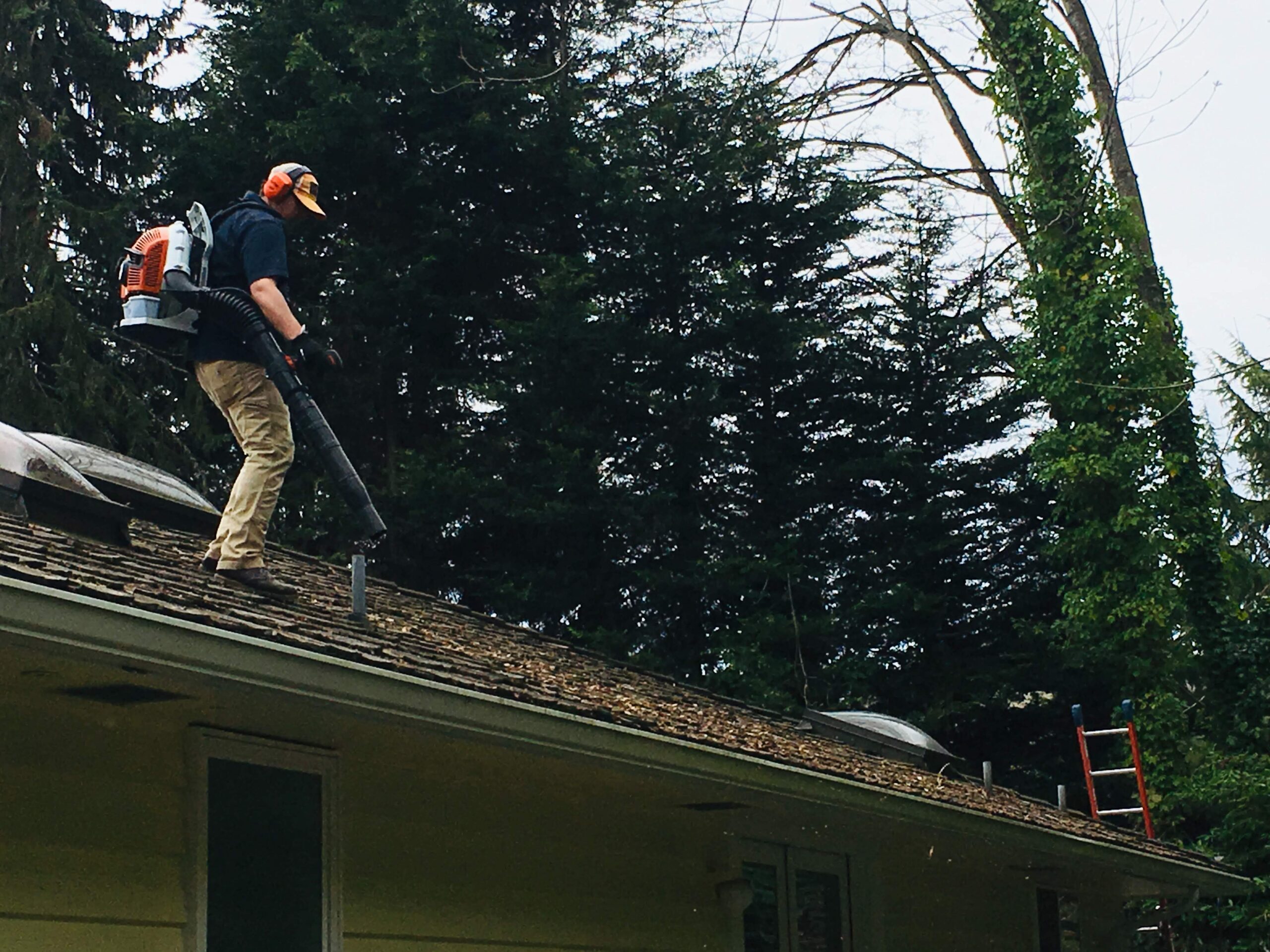 Roof Soft Wash Near Me - Bird Dog Power Wash and Roof Cleaning